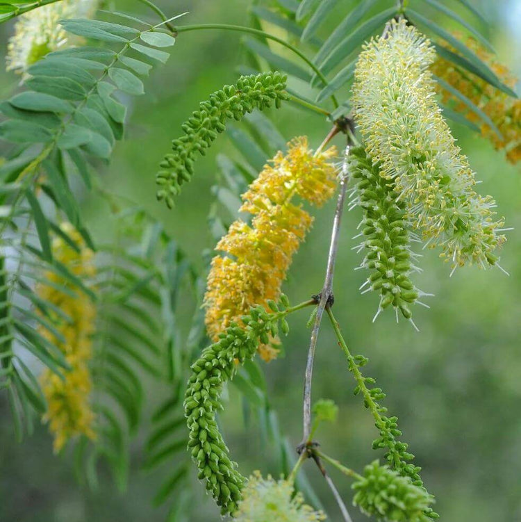 Honey Mesquite Seeds - Native Tree Seeds for Home Gardens