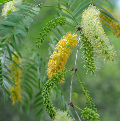 Honey Mesquite Seeds - Native Tree Seeds for Home Gardens