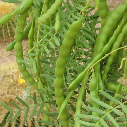 Honey Mesquite Seeds - Native Tree Seeds for Home Gardens