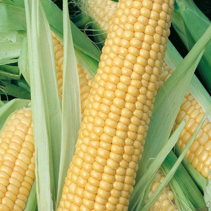 Honey Select Sweet Corn Seeds - Vegetable Plant