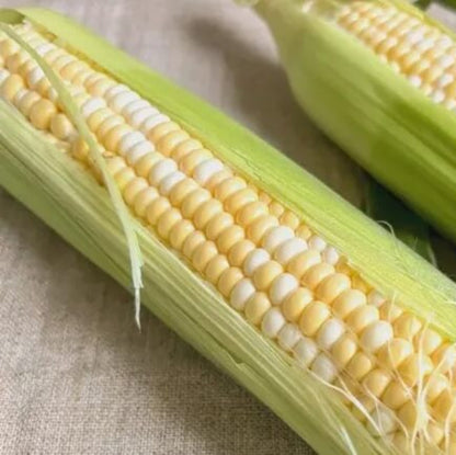 Honey Select Sweet Corn Seeds - Vegetable Plant