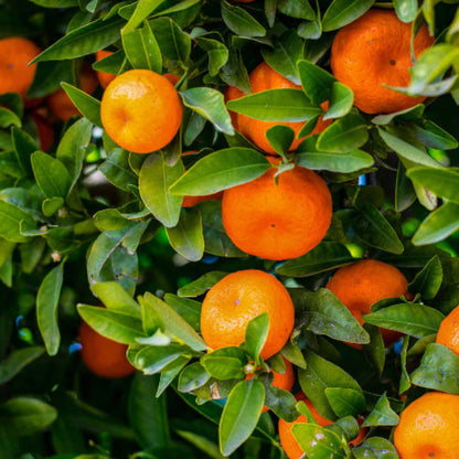 
Honey Tangerine Seeds - Fruit Plant
