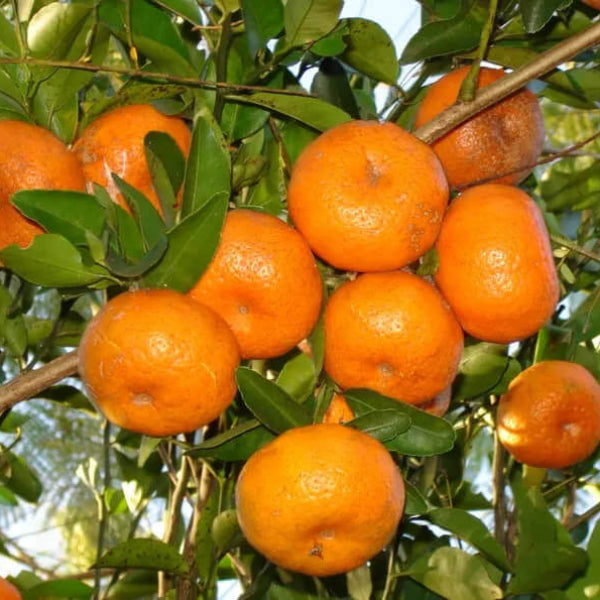 
Honey Tangerine Seeds - Fruit Plant
