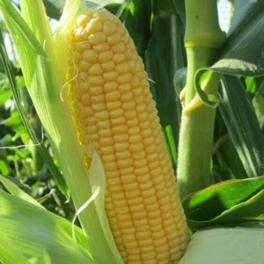 Honey and Cream Sweet Corn Seeds - Heirloom Vegetable Plant for Home Gardens