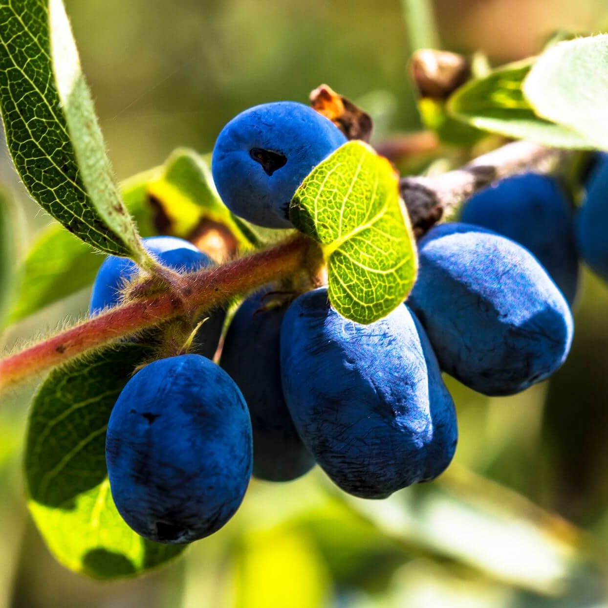 Honeyberry seeds - Fruit Plant for Home Gardens