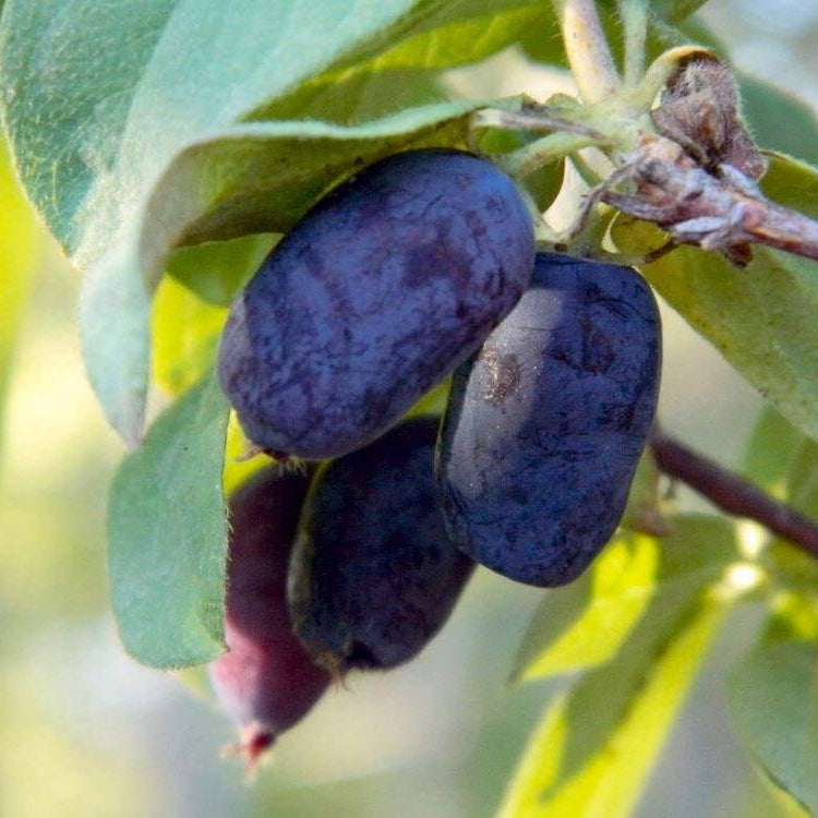 Honeyberry seeds - Fruit Plant for Home Gardens