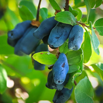 Honeyberry seeds - Fruit Plant for Home Gardens