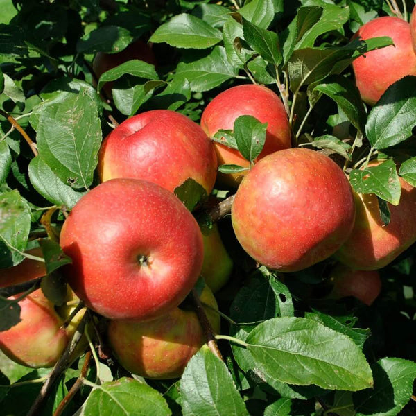 Honeycrisp Apple Seeds - Fruit Plant