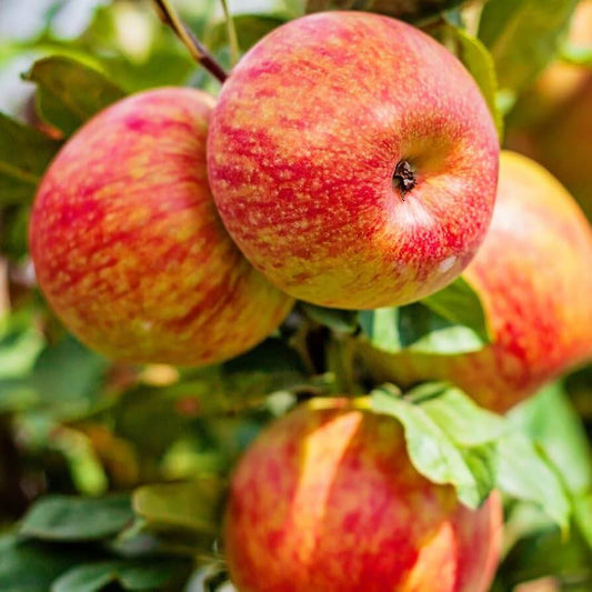 Honeycrisp Apple Seeds - Fruit Plant
