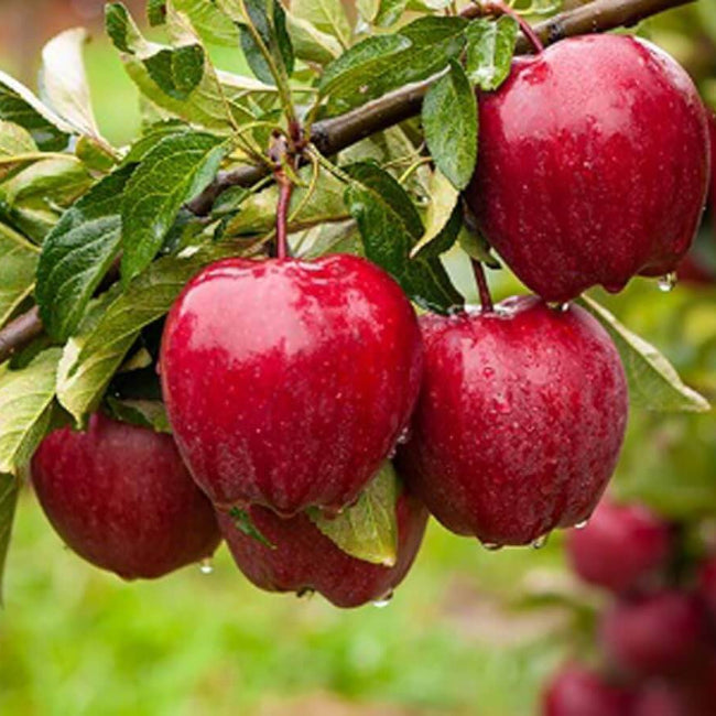 Honeycrisp Apple Seeds - Fruit Plant