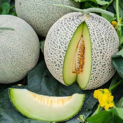 Honeydew Green Flesh Melon Seeds 