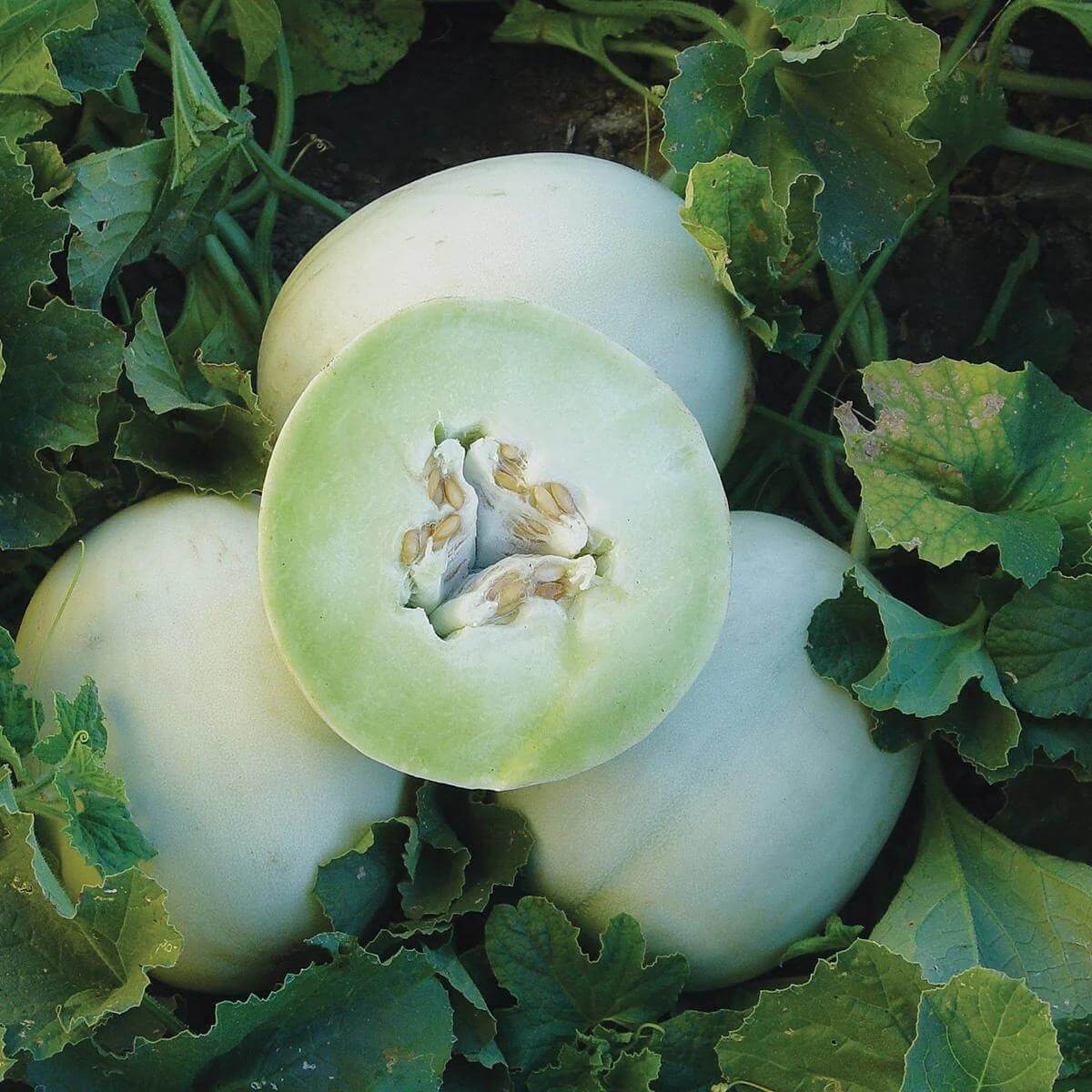 Honeydew Green Flesh Melon Seeds 