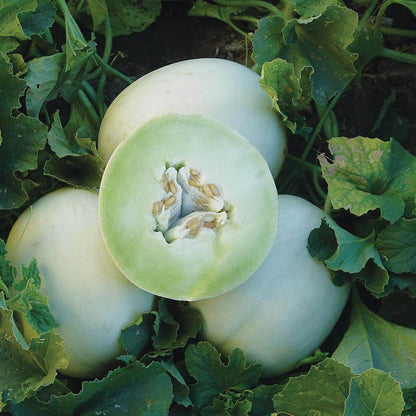 Honeydew Green Flesh Melon Seeds 
