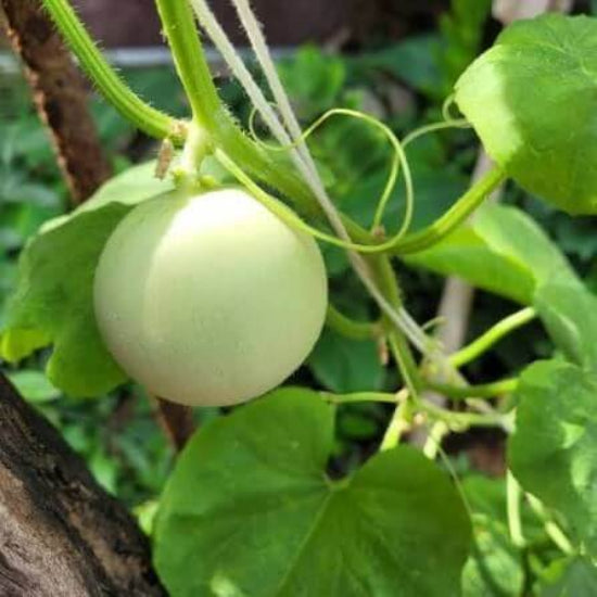 Honeydew Green Flesh Melon Seeds 