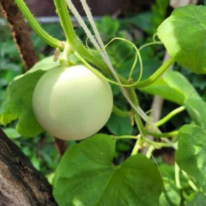 Honeydew Green Flesh Melon Seeds 
