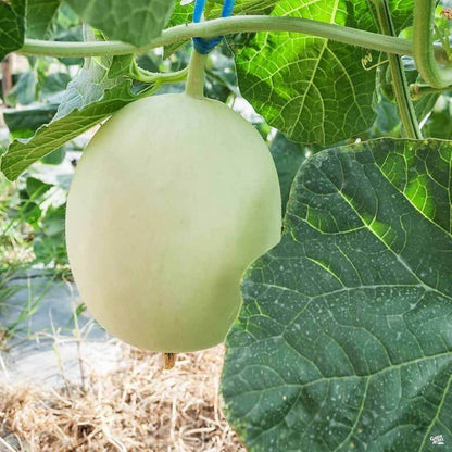 Honeydew Green Flesh Melon Seeds - Heirloom Fruit Plant for Home Gardens