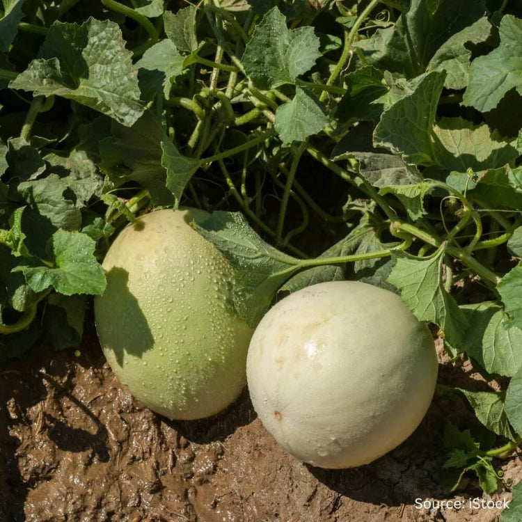 Honeydew Green Flesh Melon Seeds - Heirloom Fruit Plant for Home Gardens