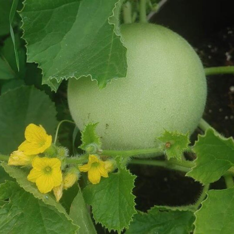 Honeydew Green Flesh Melon Seeds - Heirloom Fruit Plant for Home Gardens