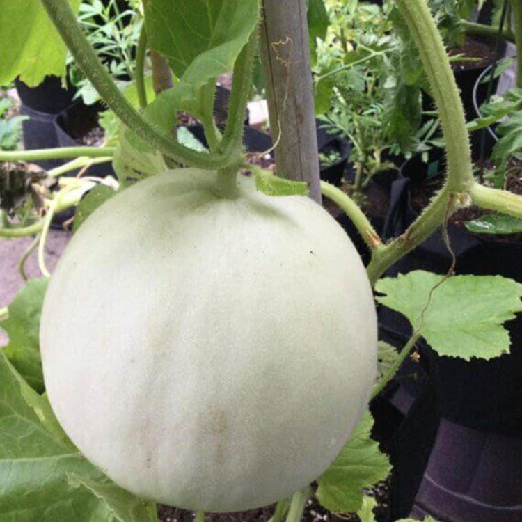 Honeydew Green Flesh Melon Seeds - Heirloom Fruit Plant for Home Gardens