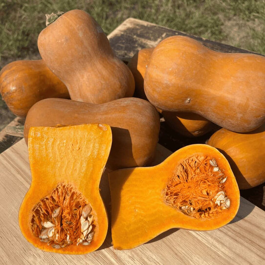 Honeynut squash seeds - Vegetable Plant