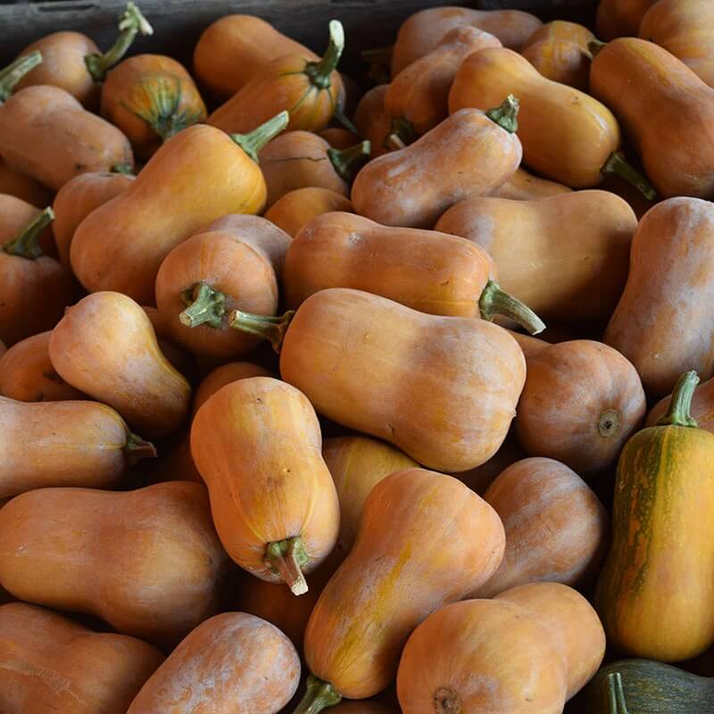 Honeynut squash seeds - Vegetable Plant