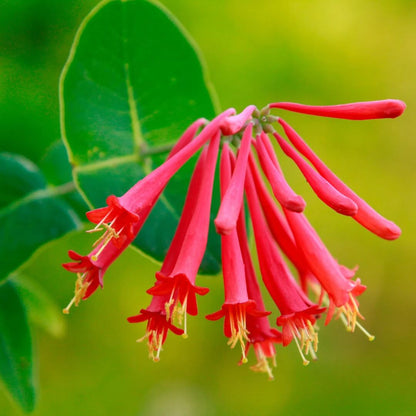 Honeysuckle Seeds - Flower Plant