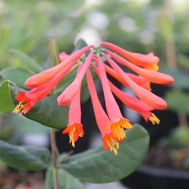 Honeysuckle Seeds - Flower Plant