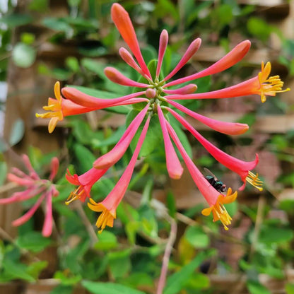Honeysuckle Seeds - Flower Plant