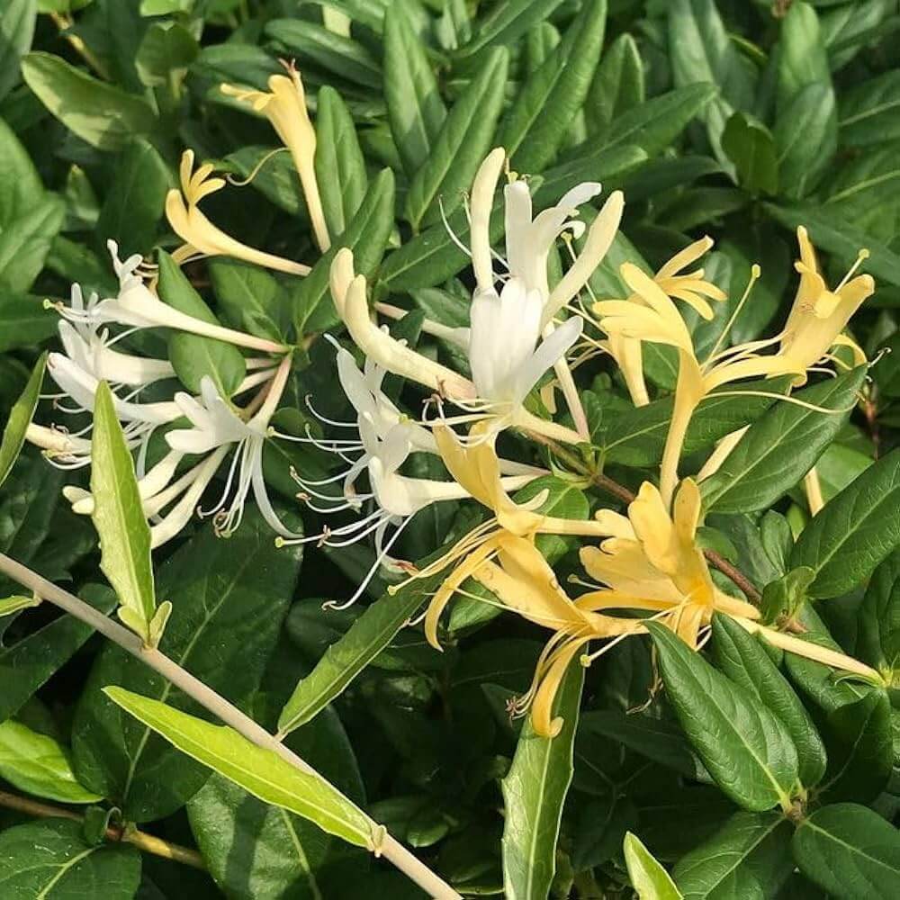 Honeysuckle Seeds 