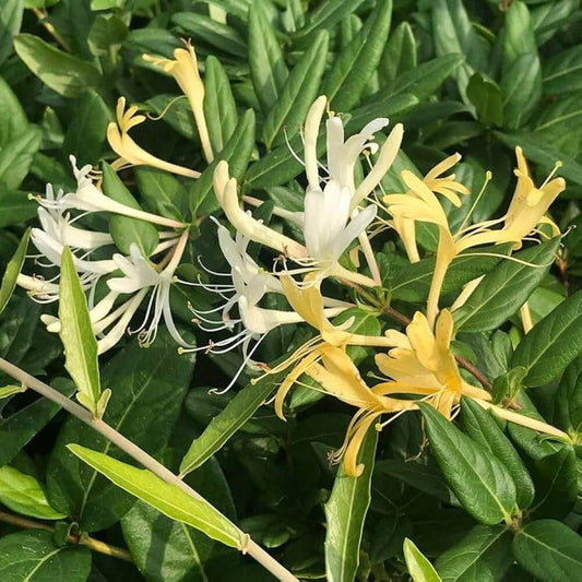 Honeysuckle Seeds 