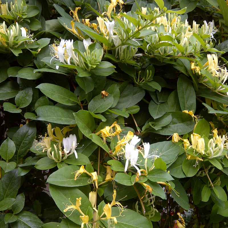 Honeysuckle Seeds 