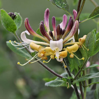 Honeysuckle Seeds 