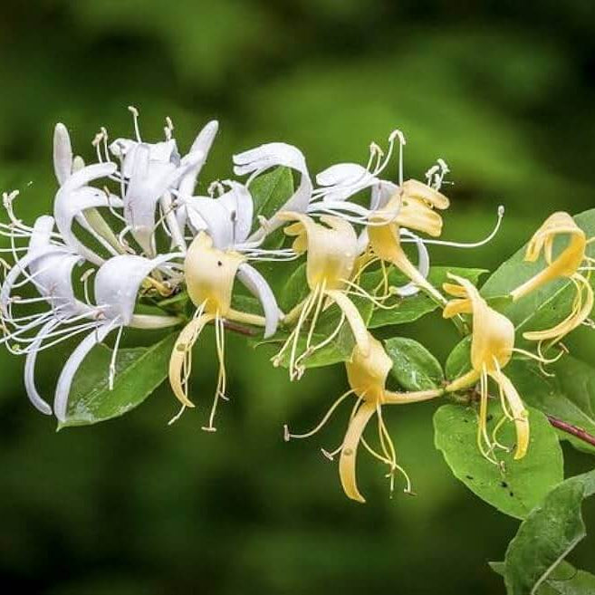 Honeysuckle Seeds 