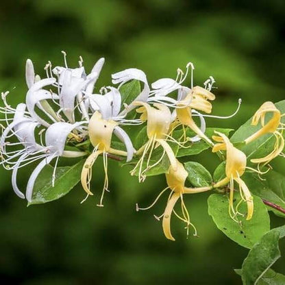 Honeysuckle Seeds 