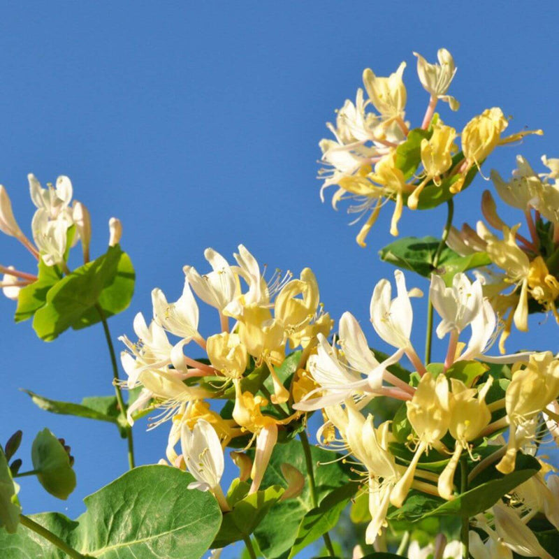 Honeysuckle Seeds 
