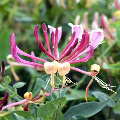 Honeysuckle Vine Seeds 