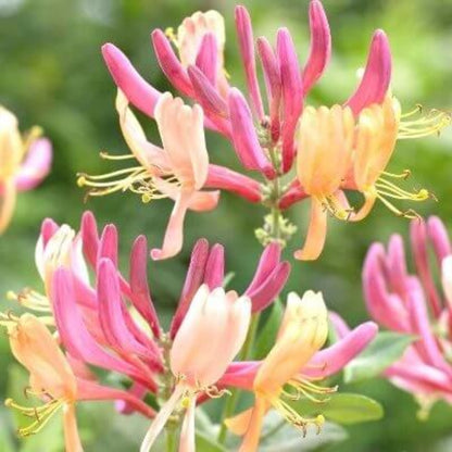 Honeysuckle Vine Seeds 