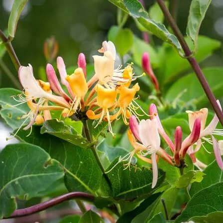 Honeysuckle Vine Seeds 