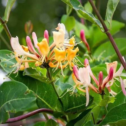 Honeysuckle Vine Seeds 