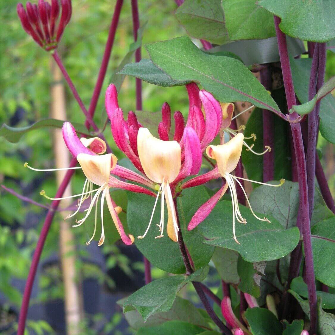 Honeysuckle Vine Seeds 