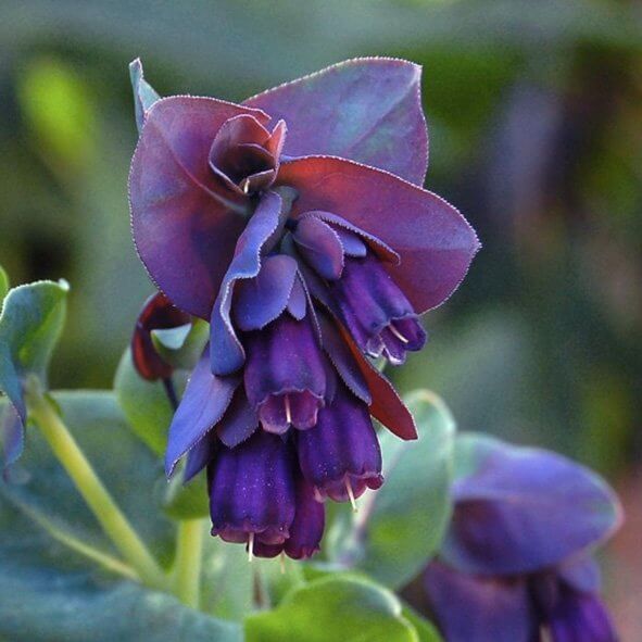 Honeywort Seeds