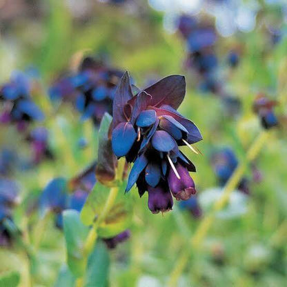 Honeywort Seeds