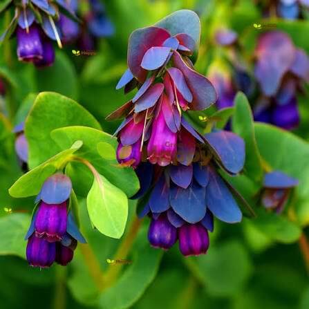Honeywort Seeds