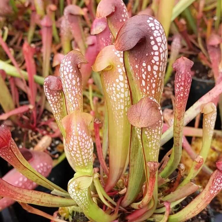 Hooded Pitcher Plant Seeds