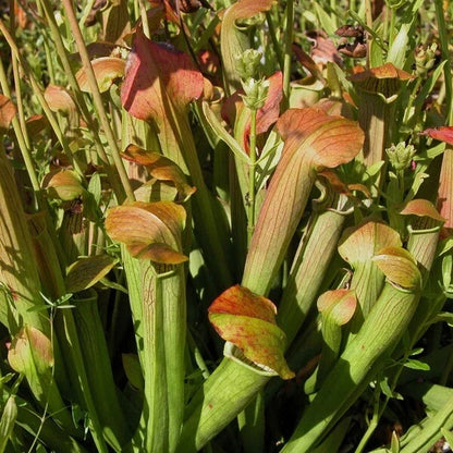 Hooded Pitcher Plant Seeds