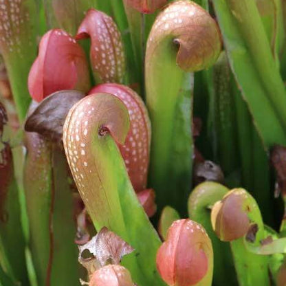 Hooded Pitcher Plant Seeds