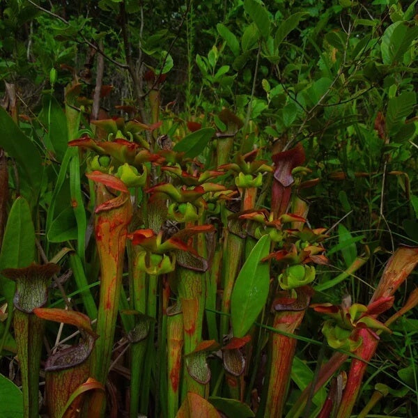 Hooded Pitcher Plant Seeds