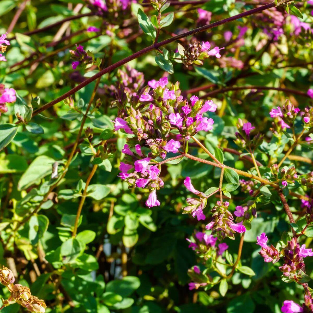 Hopley's Purple Oregano Seeds 