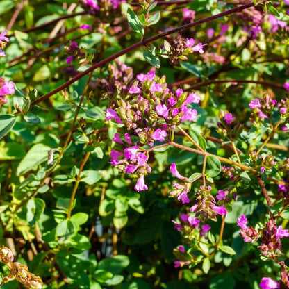 Hopley's Purple Oregano Seeds 
