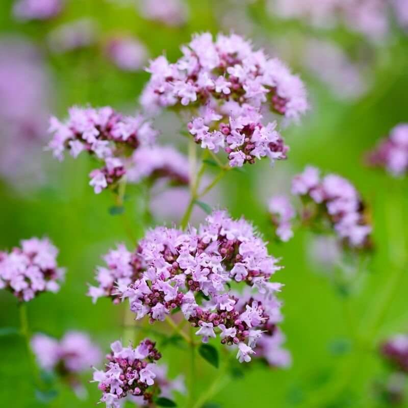 Hopley's Purple Oregano Seeds 
